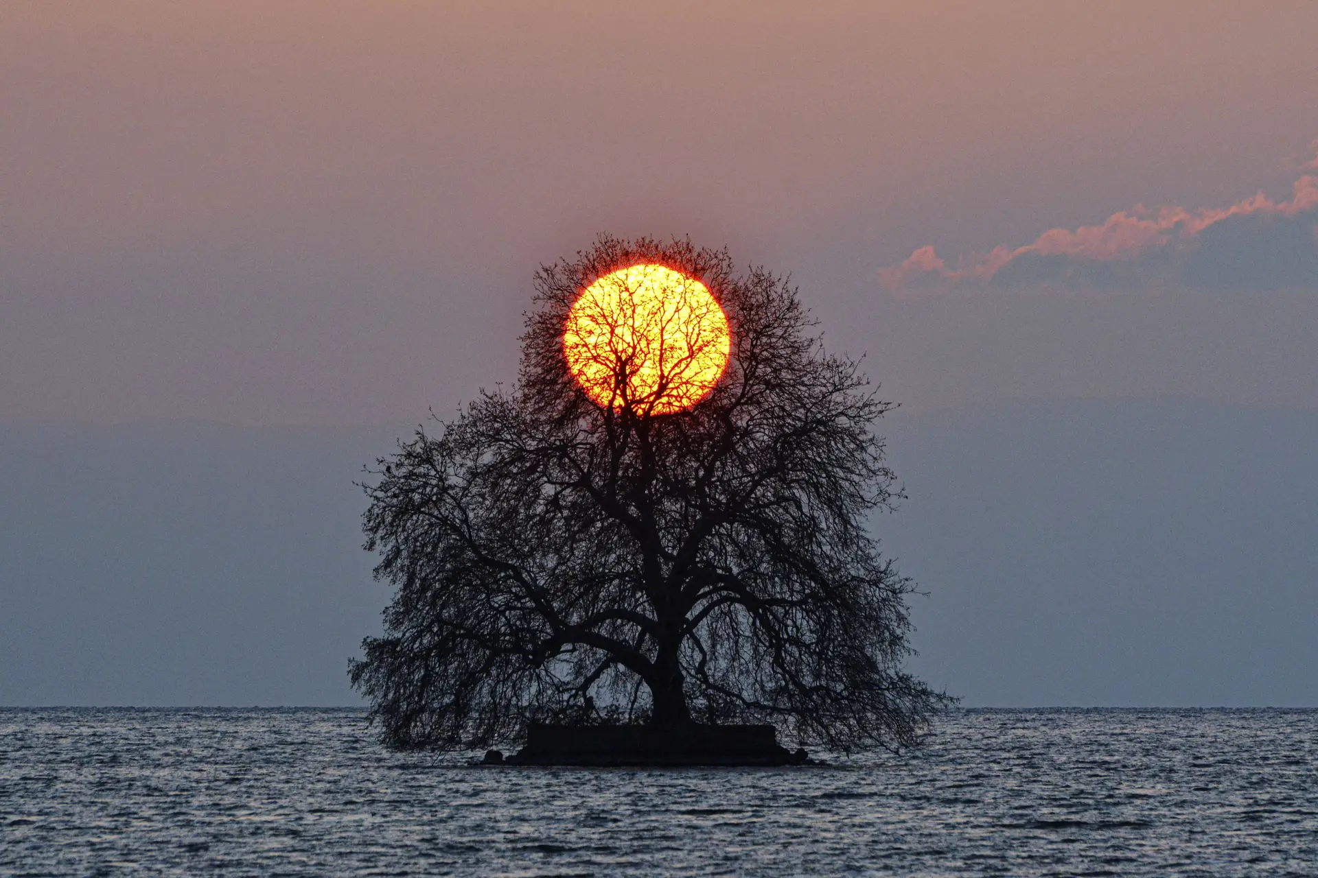 21 JCA_Dans l'arbre de Peilz